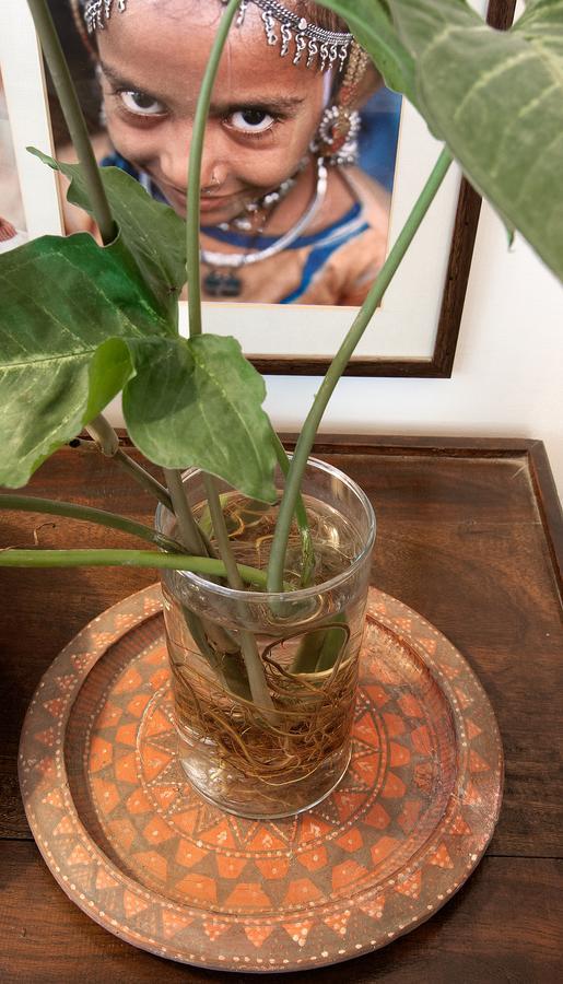 Haveli Hauz Khas Bed & Breakfast นิวเดลี ภายนอก รูปภาพ